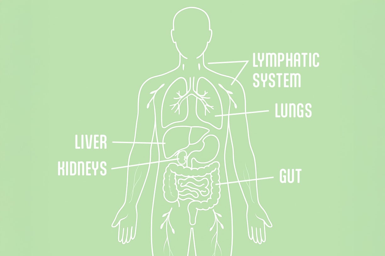 Minimalist illustration of human detox pathways—liver, kidneys, gut, lungs, lymphatic system—on brand-green background for Purifí natural detox education