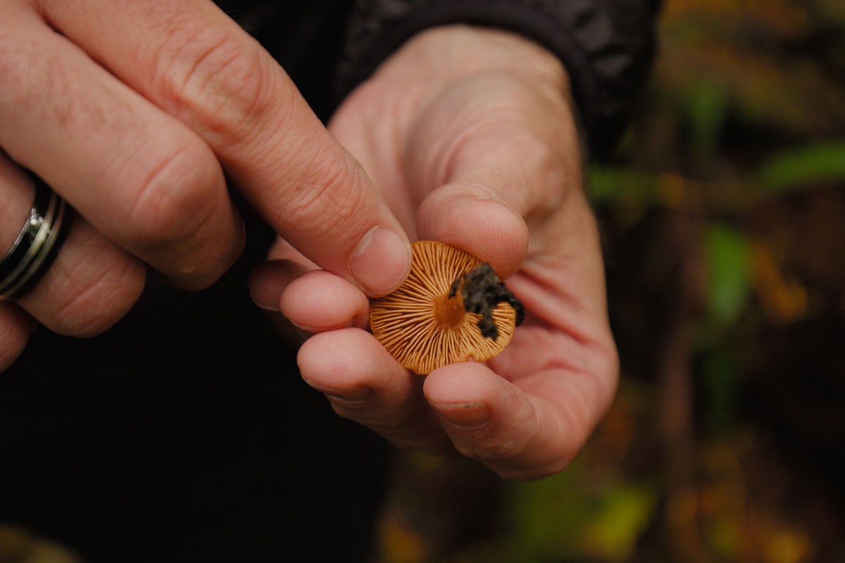 Dr Dan Gubler of THREE International Examining a Mushroom in the wild as he explains the importance of bioavailability