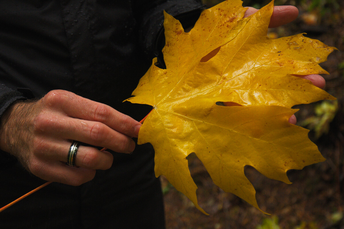 Dr Dan Gubler holding a large yellow leaf in the olympic peninsula