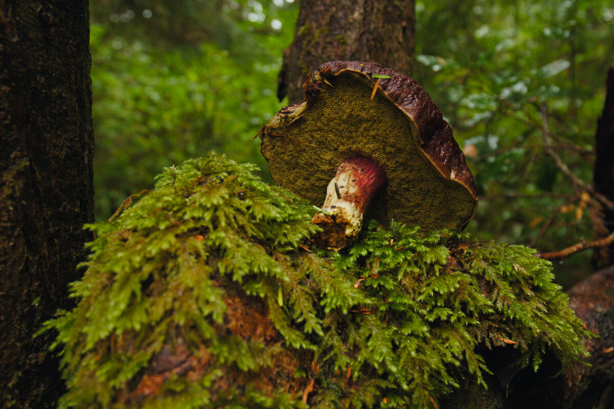 a large mushroom sitting in a lush green moss in the pacific northwest