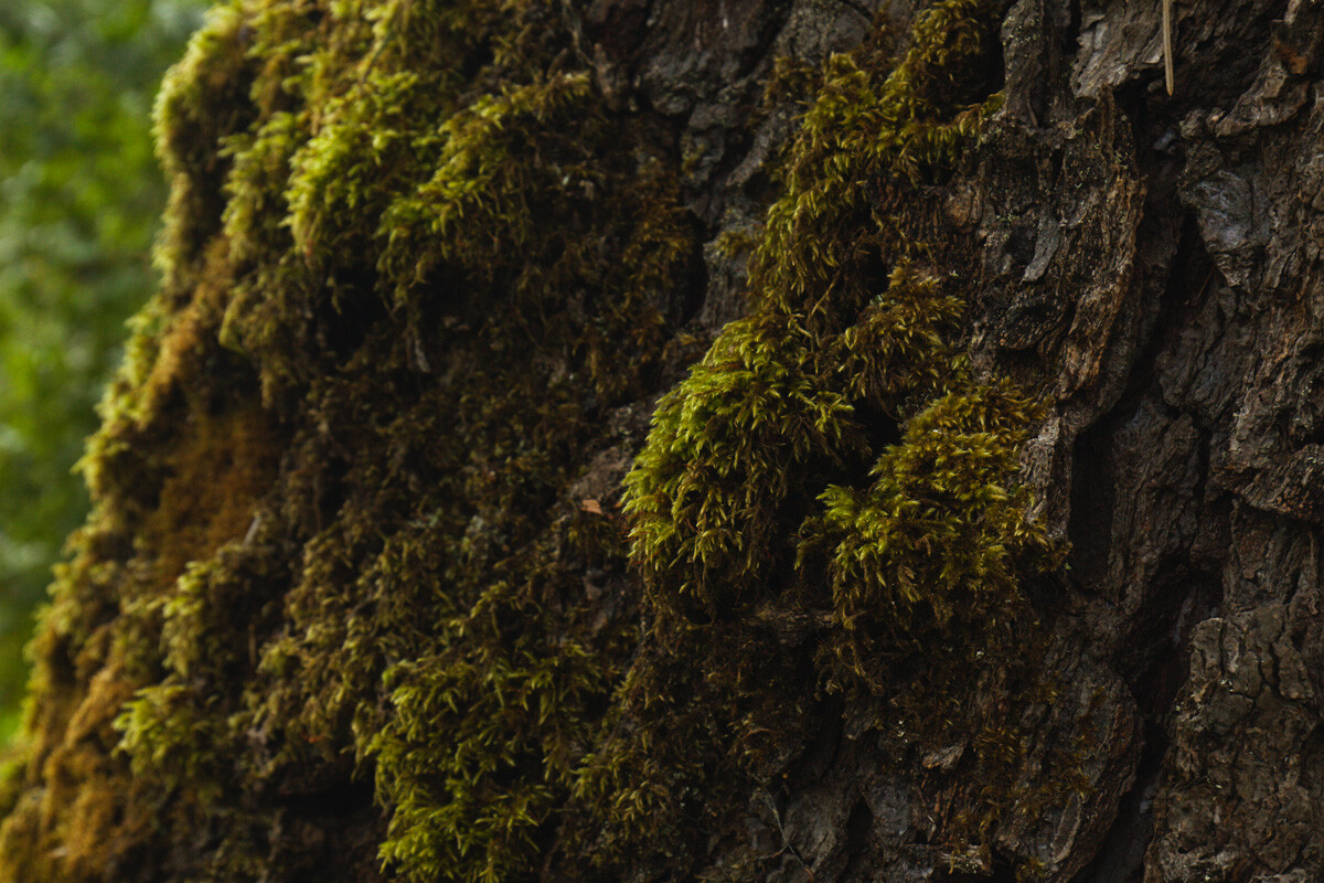 a close up of luscious green moss on the side of a tree