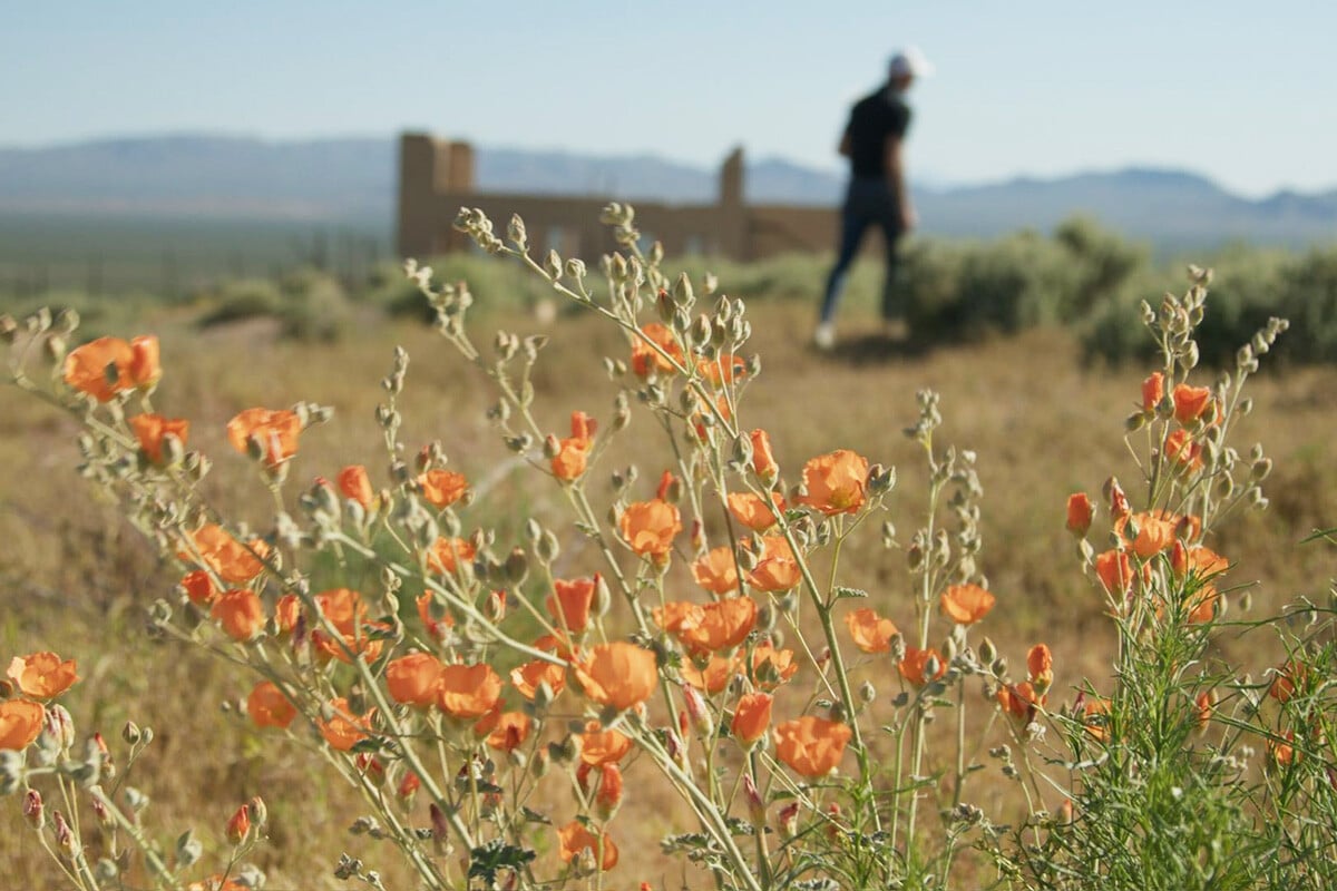 A desert plantain located in the mojave desert in death valley