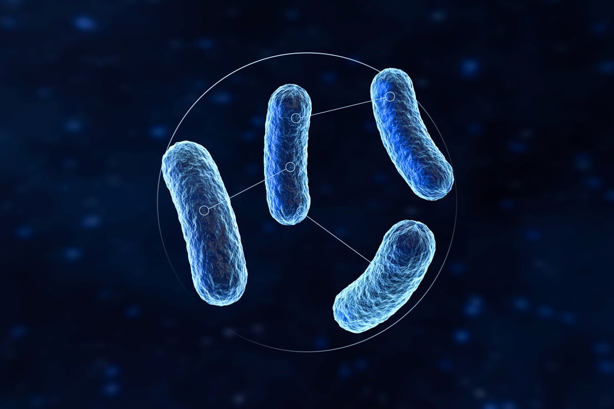 quorum sensing explained